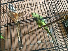 green pet parrot
