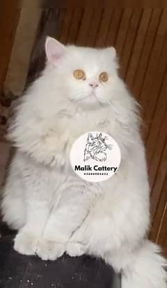 long coat heavy Persian  male available only for matting heavy results