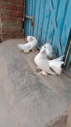 laka pair breeder