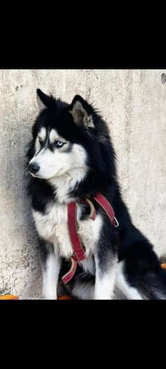 siberian huskey puppies for sale