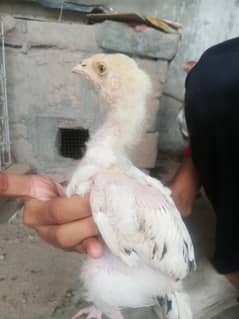 Murga Aseel cross and Aseel chicks 2 month