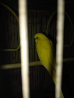 budgie