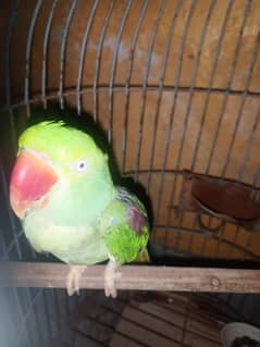 Raw parrot female
