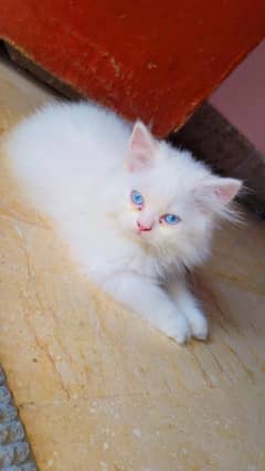 Persian Kitten blue eyes