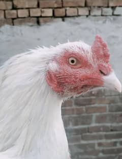 White Heera Aseel – Pure Breed, 0% Boska, Champion