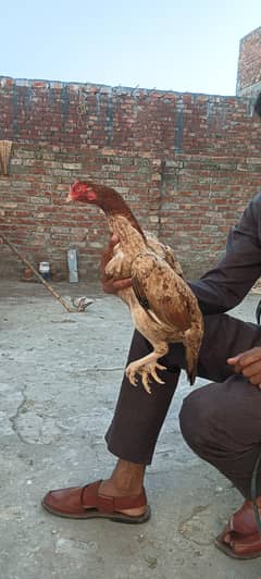 Aseel females
