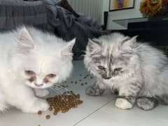 Persian cats pair for sell