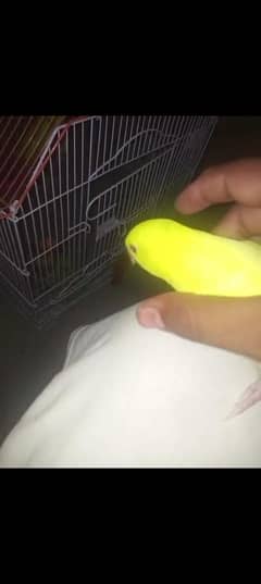 yellow