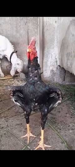 murga for sale