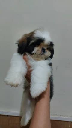 ShihTzu Shih Tzu Shitzu Puppy