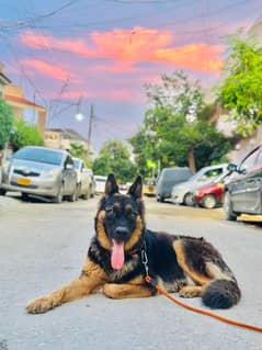 maxi 