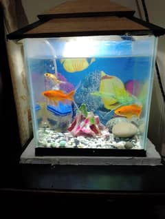 aquarium
