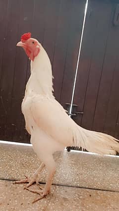 Heera ASEEL fresh eggs