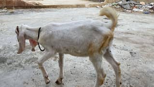 Female goat