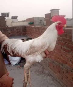 roaster murga and hen murgi