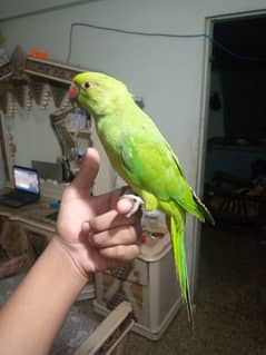 GREEN RINGNECK  HAND TAME PEICE FOR SALE