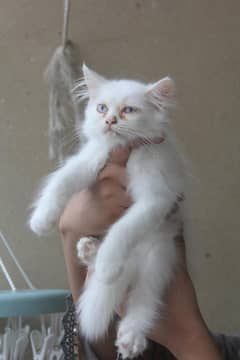 Persian