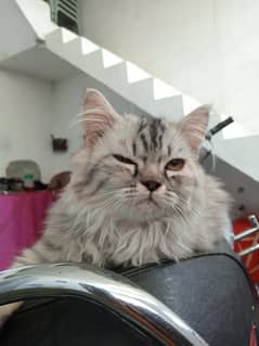 Persian cat