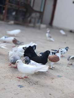 PIGEONS