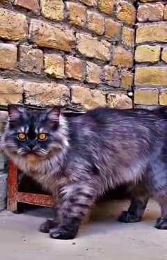 Persian Extreme punch