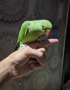 green nik self patta hand time