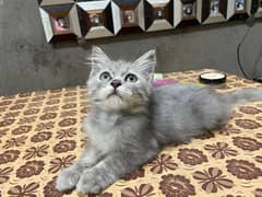 Persian