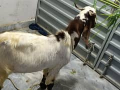 Bakra for sale