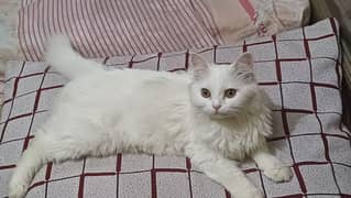 Female Kitten for Sale - 4 Months old, Vaccinated, Litter Trained