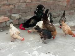 Misri golden hens