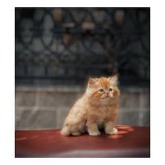 Persian hamalian british punch face piki face cat's and kitten's