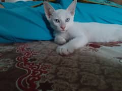 2 white pair kittens. One grey kitten is free.