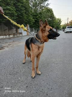 German shepherd female for sale