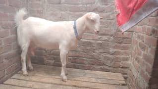 Tadda Female