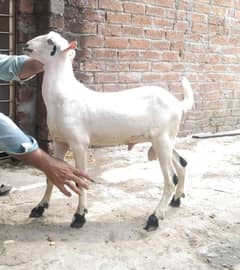 shokeno k lye behtreen chiz