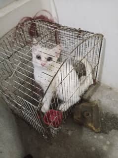 Turkish angora cat