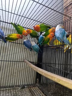 mix color love birds albino, opaline, decino albino red eyes green