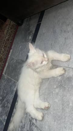 white is female add other one is male