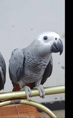 Grey Parrot Chick