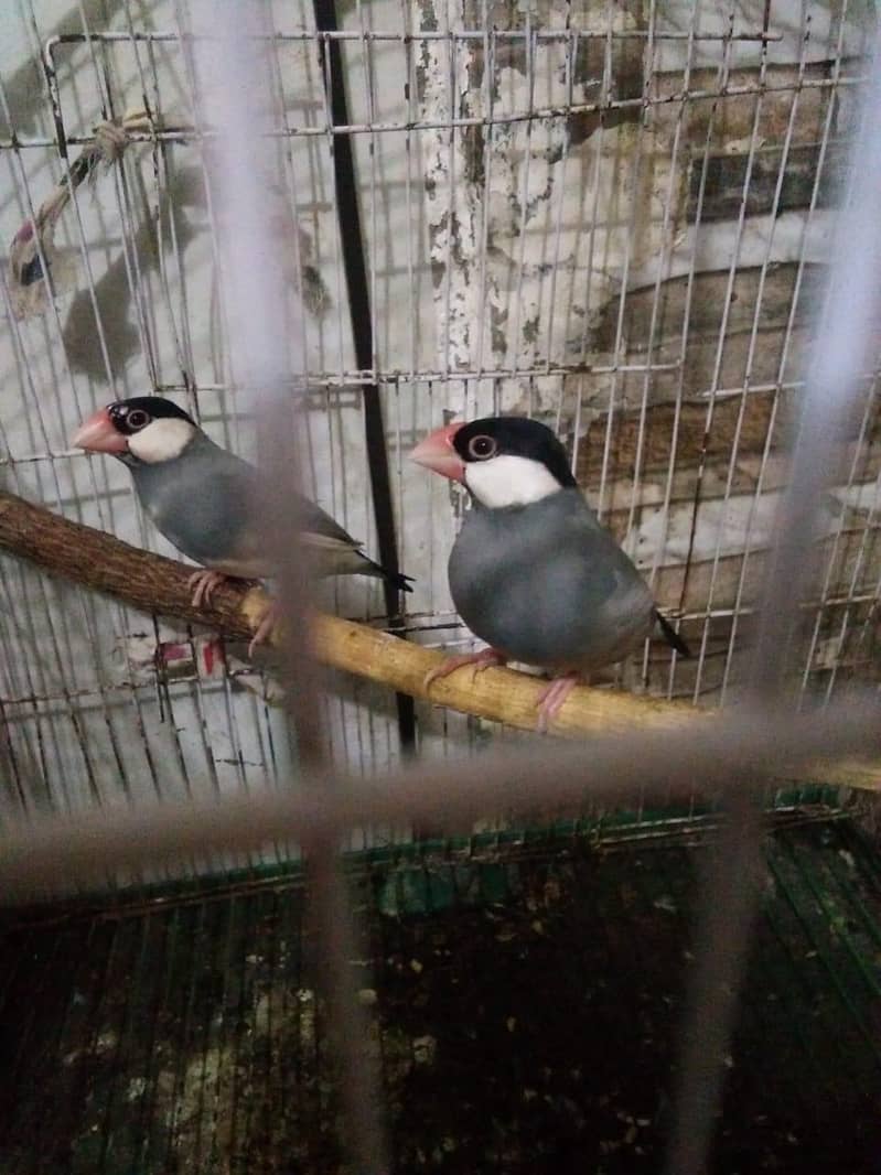 Java Pair for sale contact number 03212754418 1