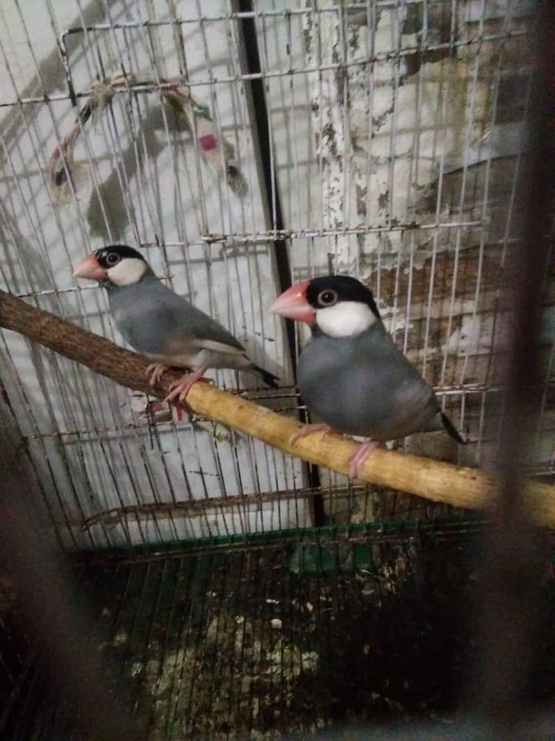 Java Pair for sale contact number 03212754418 2