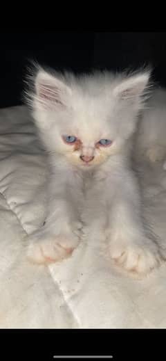 Kitten male female both available