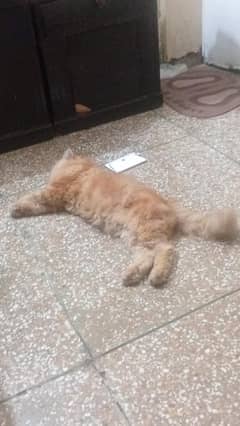 Persian male cat for sale