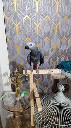 African grey parrot Congo size lite red factor