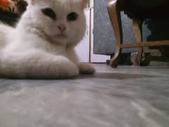 Persian cat with yellow eyes Mt whatsapp 92 340 755 6453