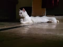 Persian cat with yellow eyes Mt whatsapp 92 340 755 6453