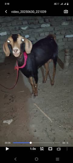 bakri