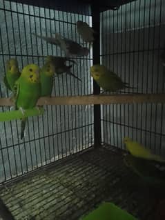 bajri parrot