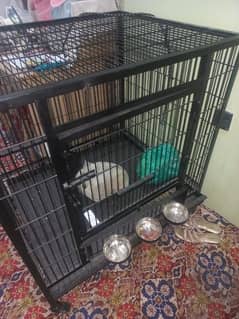 Birds cage