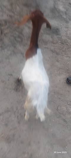 goat for sale