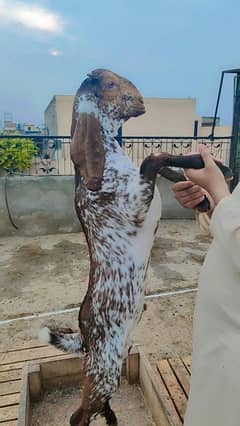 Big Size Makhi Cheena - Beetal Bakra / Qurbani